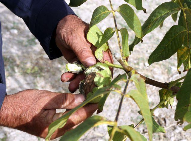 Adilcevaz&rsquo;da ceviz hasadı başladı 2