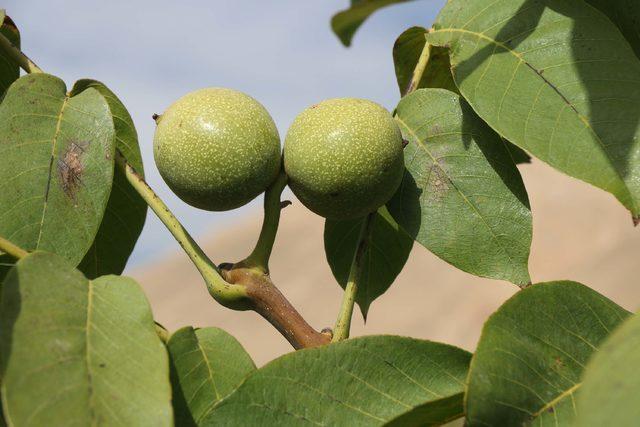 Adilcevaz&rsquo;da ceviz hasadı başladı 3