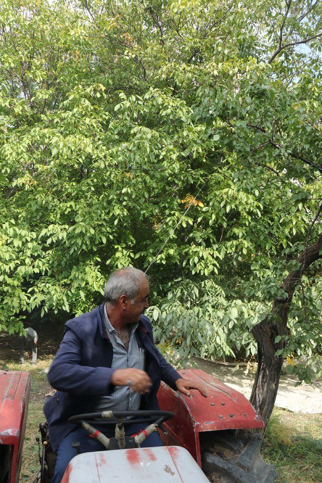 Adilcevaz&rsquo;da ceviz hasadı başladı 4