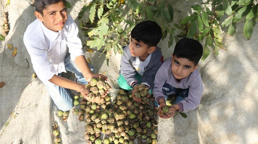 Adilcevaz&rsquo;da ceviz hasadı başladı