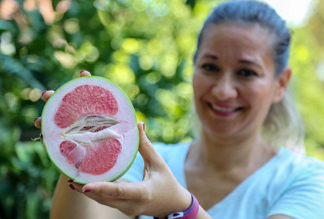 Turunçgillerin atası pomelo, sadece Antalya'da yetişiyor