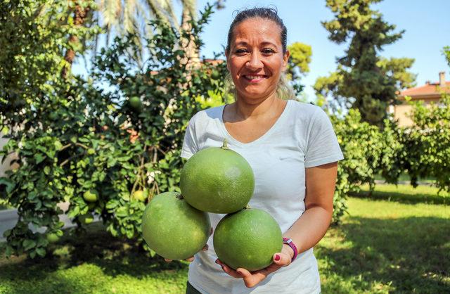 Turunçgillerin atası pomelo, sadece Antalya'da yetişiyor