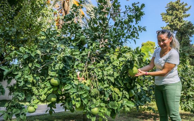 Turunçgillerin atası pomelo, sadece Antalya'da yetişiyor