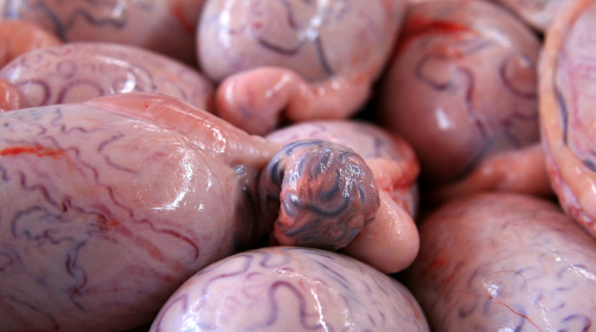 Ko&ccedil; yumurtası nedir? Ko&ccedil; yumurtası nasıl pişirilir?