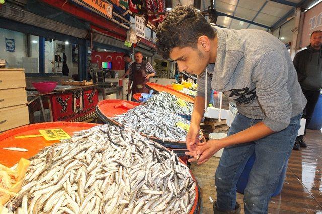 Marmara’nın ilk palamutları tezgahlardaki yerini aldı