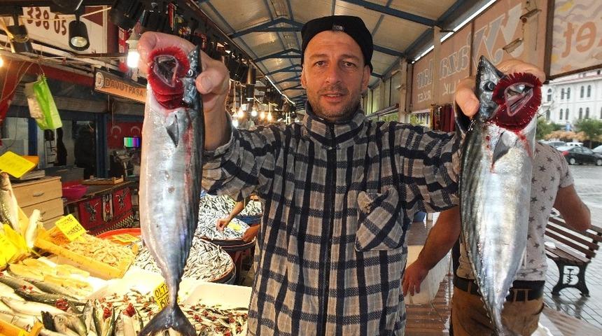 Marmara&rsquo;nın ilk palamutları tezgahlardaki yerini aldı