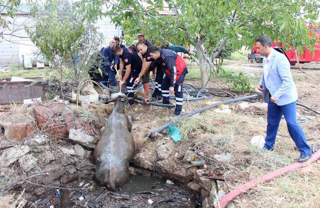 Foseptiğe düşen inek ve kaplumbağa kurtarıldı