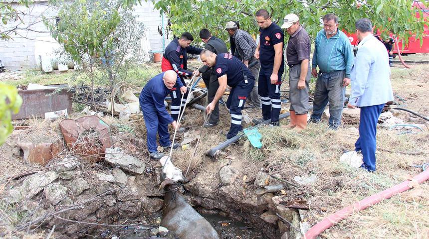Foseptiğe d&uuml;şen inek ve kaplumbağa kurtarıldı