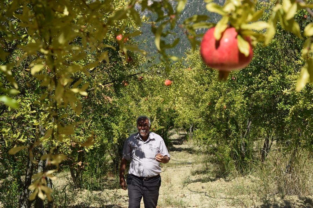 'Deve dişi nar' &uuml;reticisinin y&uuml;z&uuml;n&uuml; g&uuml;ld&uuml;rd&uuml;