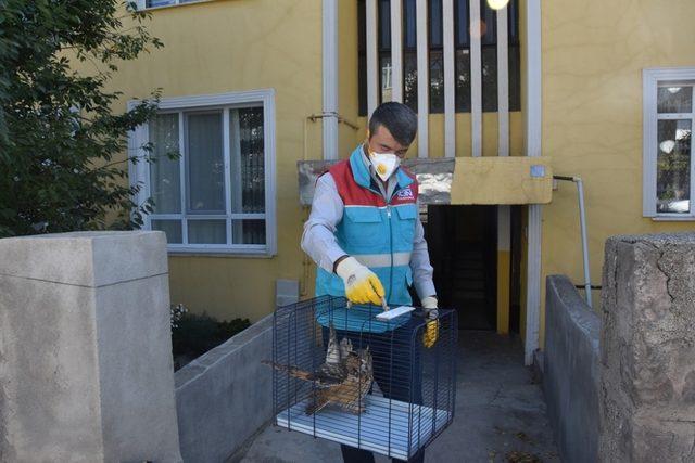 Yaralı baykuş ’Küçük Dostlar Ambulansı’ ile kliniğe ulaştırıldı