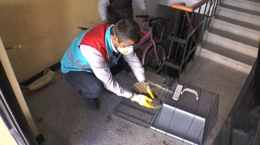 Yaralı baykuş ’Küçük Dostlar Ambulansı’ ile kliniğe ulaştırıldı