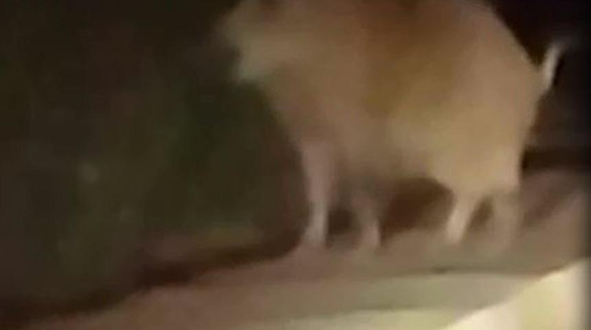 Yaban domuzu yerleşim alanına indi