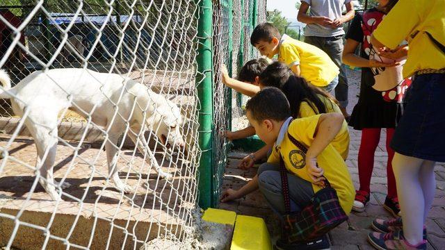 Öğrencilerle patilerin buluşması