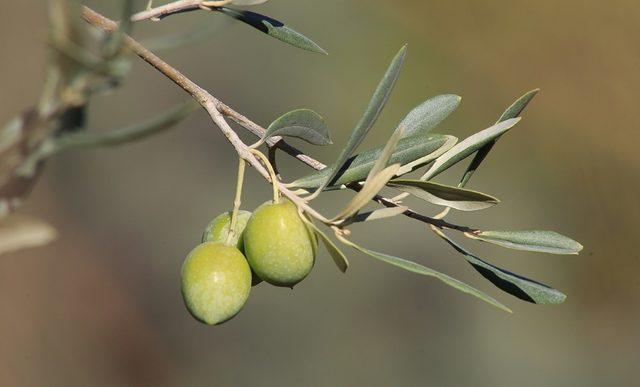 MİZO üyelerine ücretsiz Memecik zeytin fidanı dağıtılacak