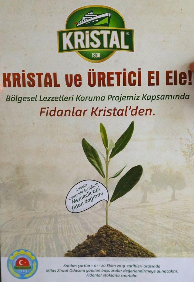 MİZO üyelerine ücretsiz Memecik zeytin fidanı dağıtılacak