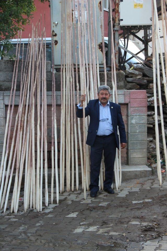 Kestanede hasat sezonu yaklaştı, sırık pazarı canlandı