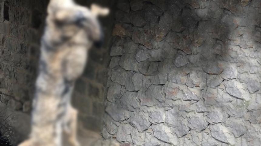 Bayburt'ta köprü korkuluklarına asılan kurt ölüsünün sırrı çözüldü