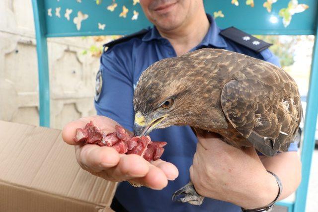 Akıma kapılan kızıl şahine polis sahip çıktı