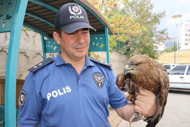 Akıma kapılan kızıl şahine polis sahip çıktı