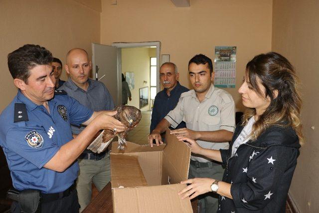 Akıma kapılan kızıl şahine polis sahip çıktı