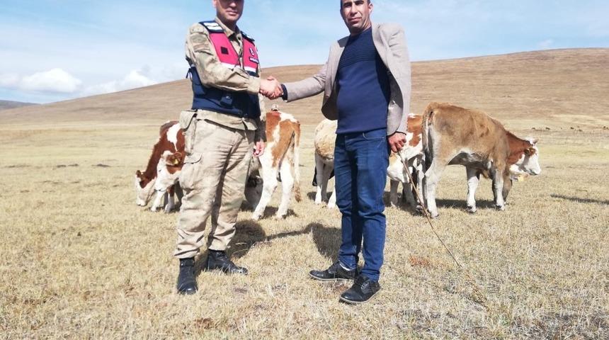 &Ccedil;alınan 20 b&uuml;y&uuml;kbaş hayvandan 13&rsquo;&uuml; bulundu