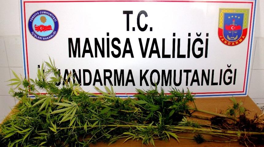 Devriye gezen ekipler Hint keneviri buldu