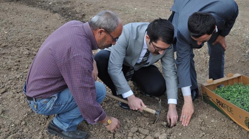 Demirözü’nde tarhun ekimi yapıldı