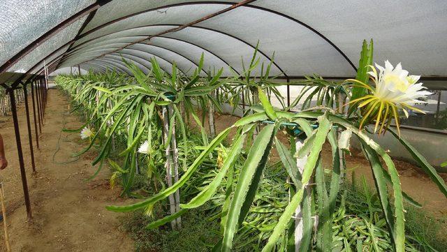 Bu meyve, henüz dalındayken 10 ila 25 liraya satılıyor 1