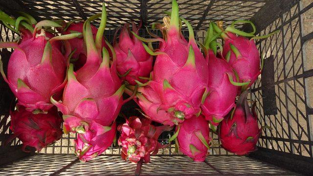 Bu meyve, henüz dalındayken 10 ila 25 liraya satılıyor 2