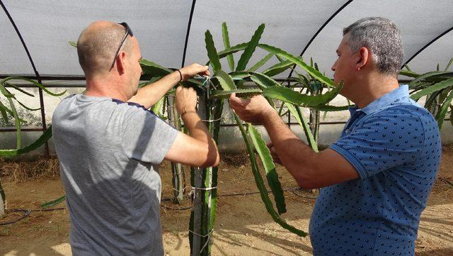 Bu meyve, henüz dalındayken 10 ila 25 liraya satılıyor 3