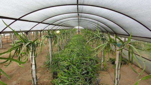 Bu meyve, hen&uuml;z  dalındayken 10 ila 25 liraya satılıyor 4