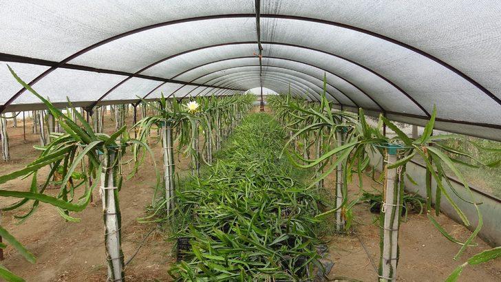 Henüz dalındayken satılıyor! Tanesi10 ila 25 lira G5