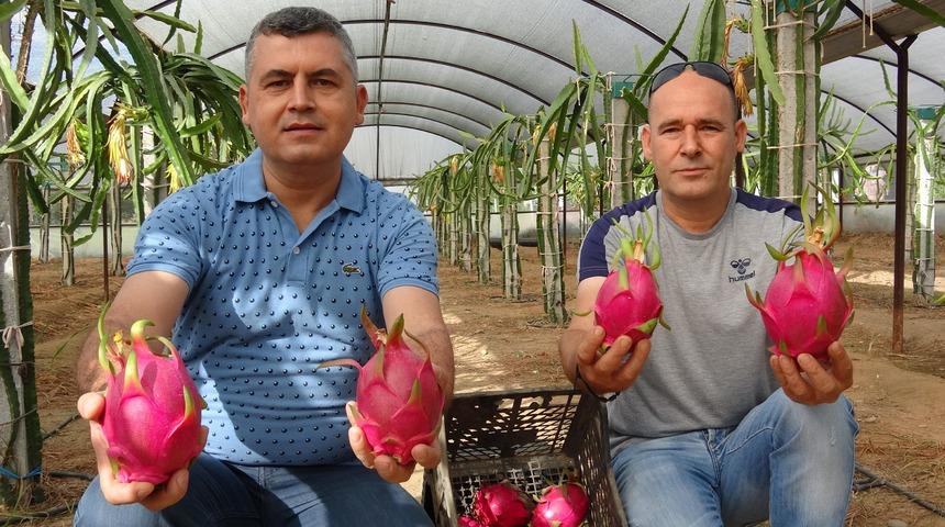 Bu meyve, hen&uuml;z  dalındayken 10 ila 25 liraya satılıyor