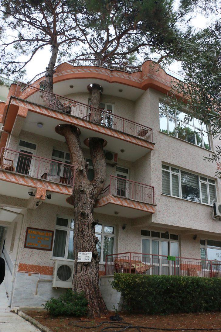 3 asırlık ağaç evin balkonundan geçiyor G4