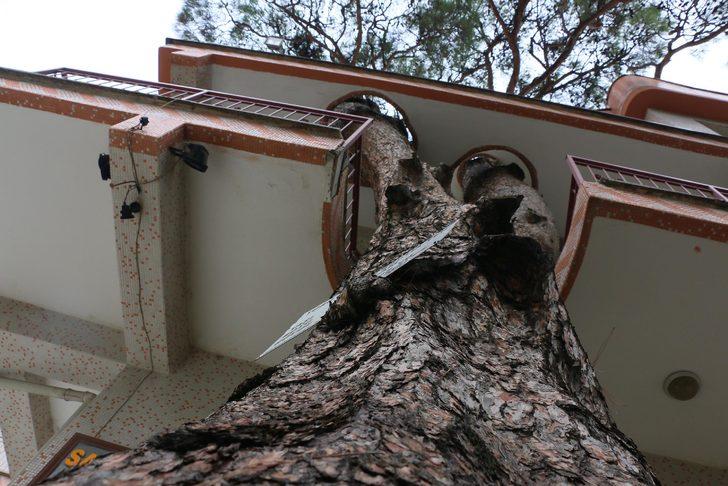 3 asırlık ağaç evin balkonundan geçiyor G5