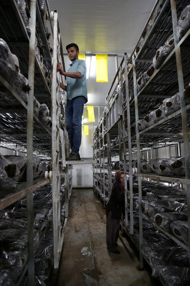 Mantarın başkenti Korkuteli