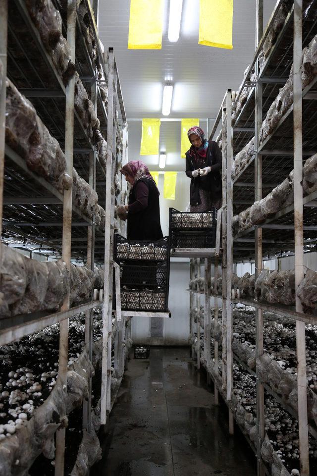 Mantarın başkenti Korkuteli