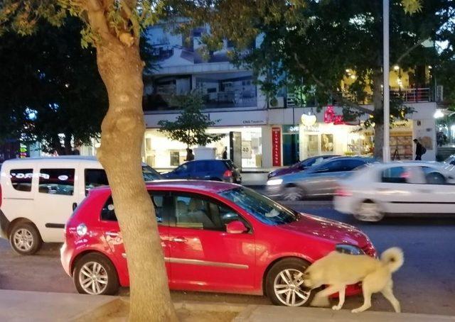 Köpekten korkan kedi 2 saat ağaçta mahsur kaldı