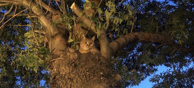 Köpekten korkan kedi 2 saat ağaçta mahsur kaldı