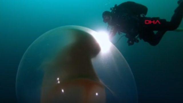 Dev kalamar yumurtası görenleri şaşırtıyor