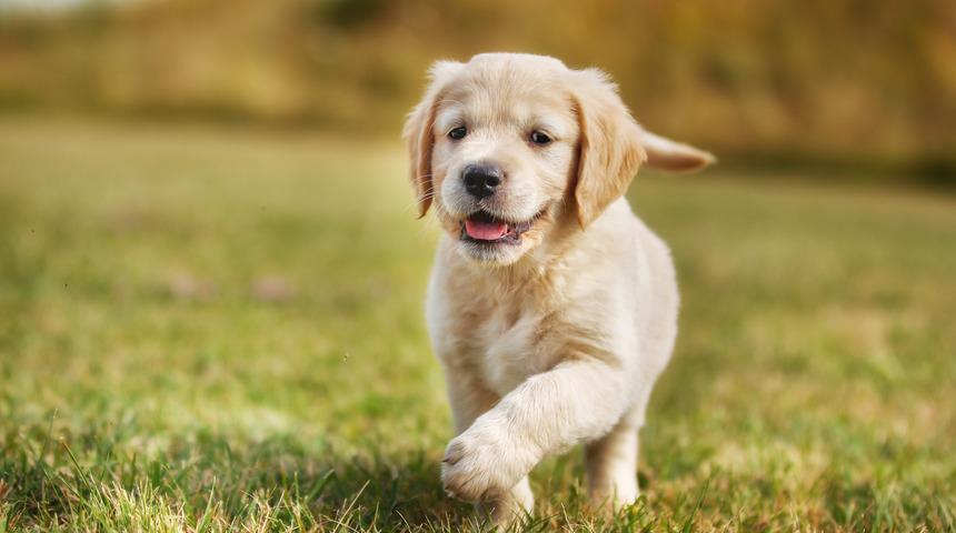 Köpek yavrusu kadını silahla vurdu!