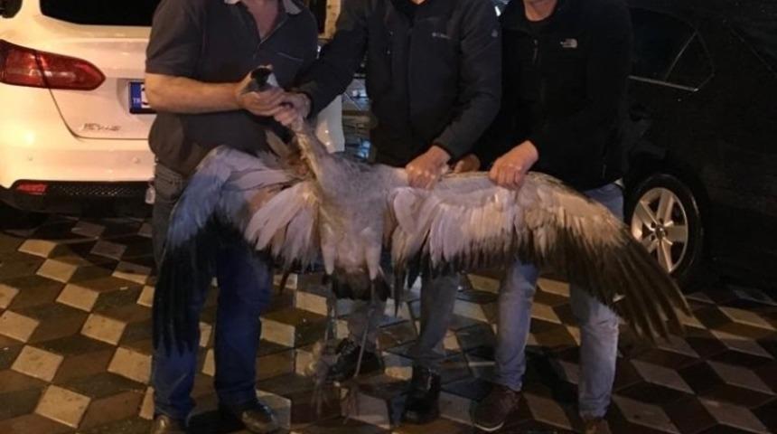 Yaralı turna tedavi edilip doğaya salındı