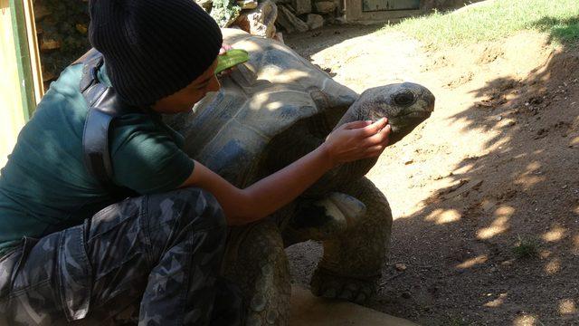 Türkiye'nin en yaşlı kaplumbağası 'Tuki'