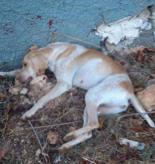 Sokak köpeği, av tüfeği ile öldürüldü