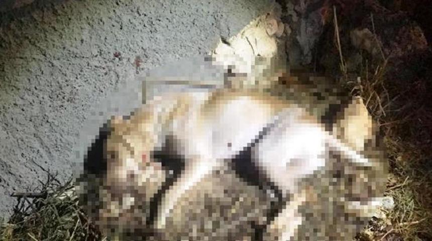 Mersin'de sokak k&ouml;peği av t&uuml;feği ile &ouml;ld&uuml;r&uuml;ld&uuml;