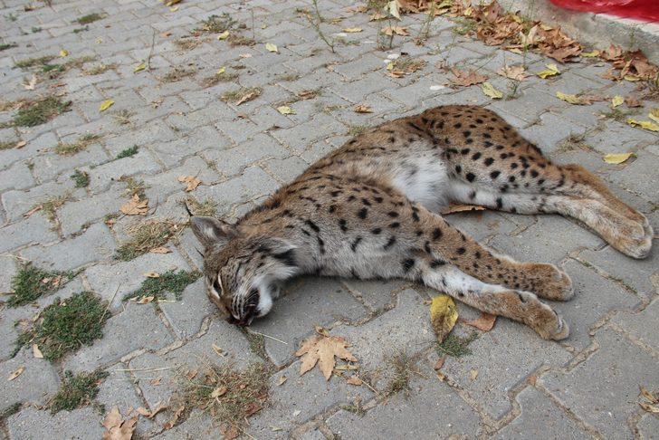 Nesli tükenme tehlikesi altında! Bu halde bulundu G1