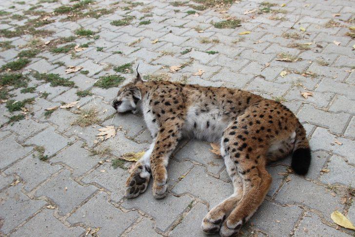 Nesli tükenme tehlikesi altında! Bu halde bulundu G2
