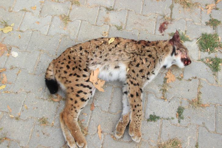 Nesli tükenme tehlikesi altında! Bu halde bulundu G3