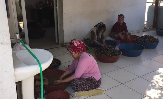 Sağlıksız koşullarda üretilen 100 kilo midyeye el konuldu