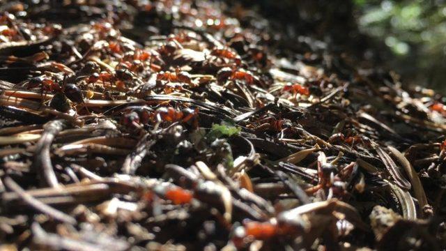 Uludağ’ın orman bekçileri kırmızı karıncalar